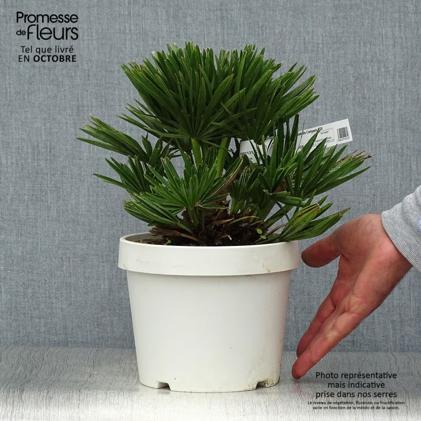Exemplar von Chamaerops humilis Compacta - Zwergpalme Topf mit 2L/3L wie im Herbst geliefert