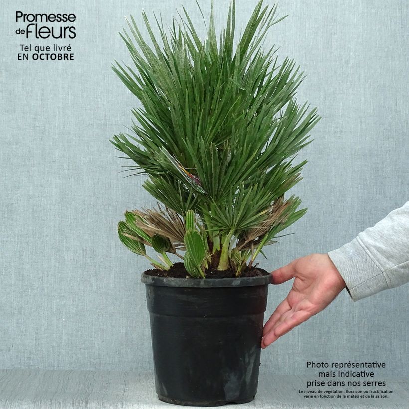 Exemplar von Chamaerops humilis Compacta - Zwergpalme Topf mit 4L/5L wie im Herbst geliefert