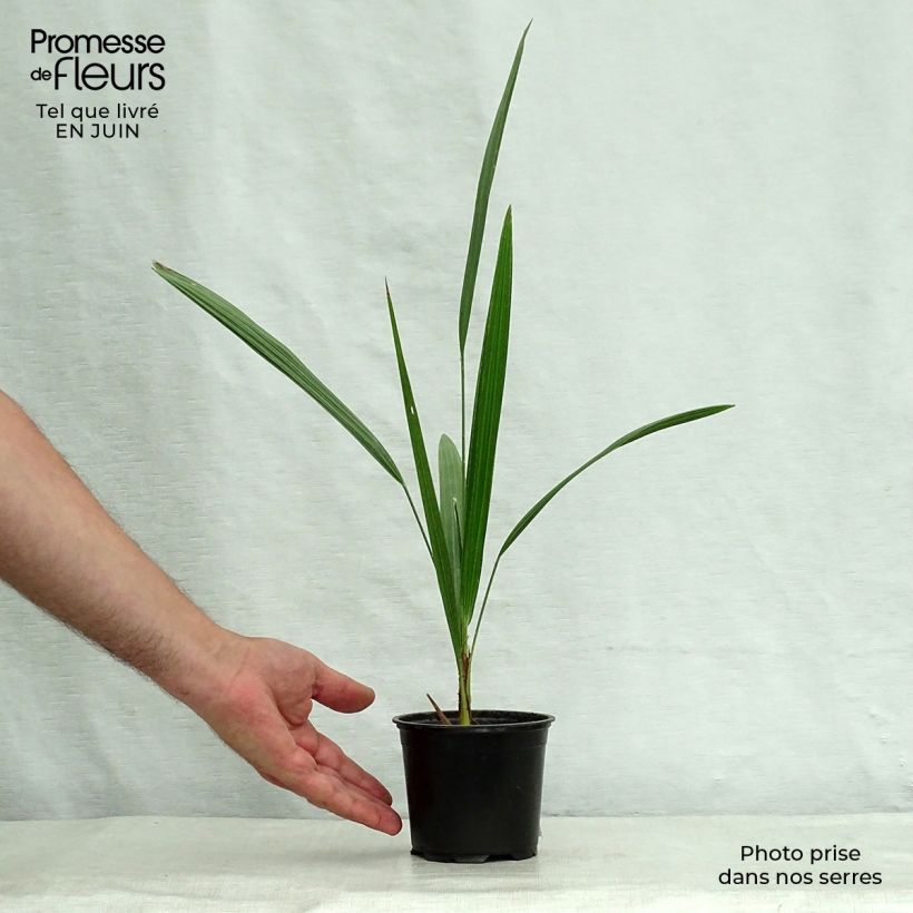Exemplar von Chamaerops humilis - Zwergpalme Topf 12 cm / 13 cm wie im Sommer geliefert