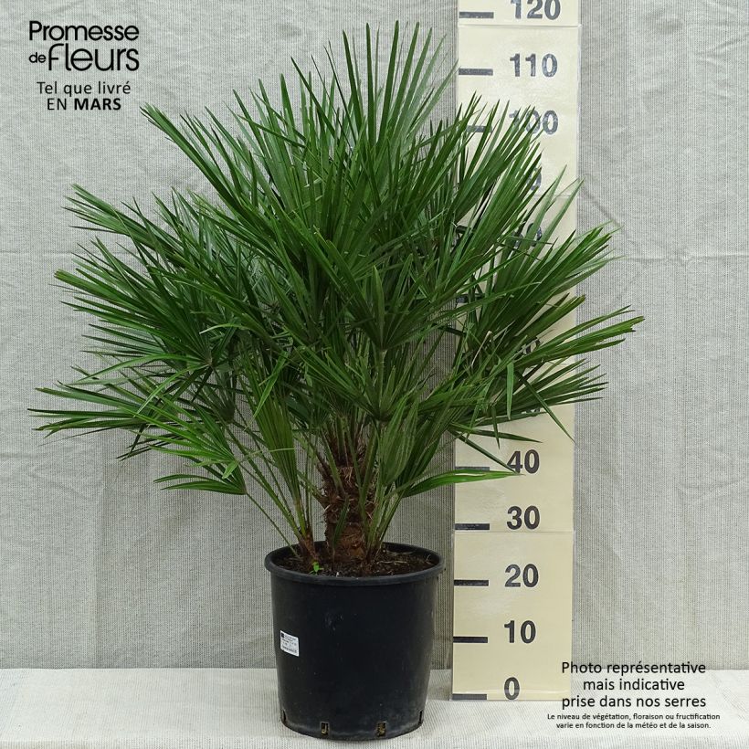 Exemplar von Chamaerops humilis - Zwergpalme Topf mit 12L/15L wie im Herbst geliefert