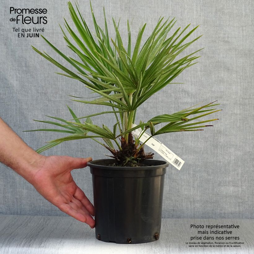 Exemplar von Chamaerops humilis - Zwergpalme Topf mit 2L/3L wie im Sommer geliefert