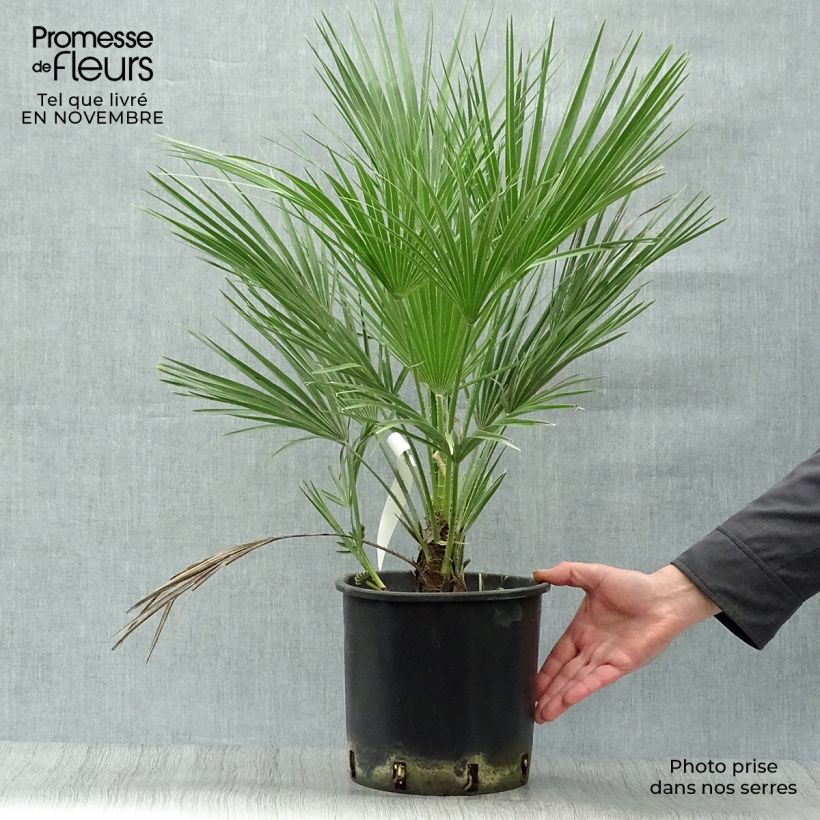 Exemplar von Chamaerops humilis - Zwergpalme Topf mit 6L/7L wie im Herbst geliefert
