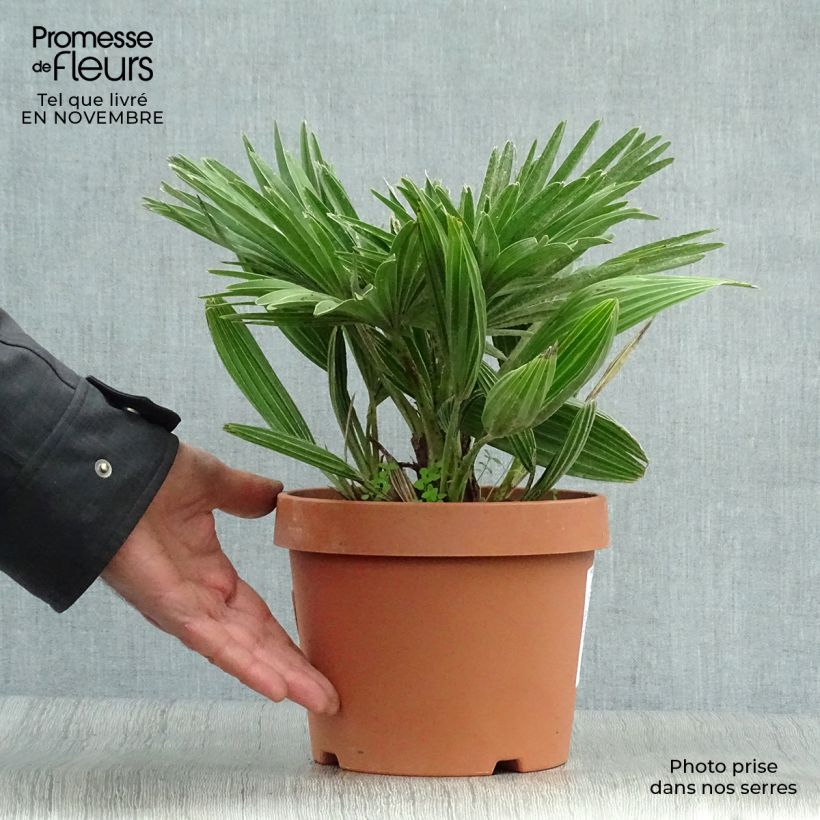 Exemplar von Chamaerops humilis Vulcano - Zwergpalme Topf mit 2L/3L wie im Herbst geliefert