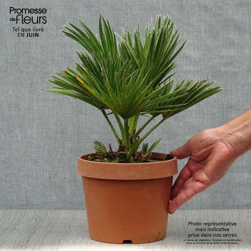 Exemplar von Chamaerops humilis Vulcano - Zwergpalme Topf mit 2L/3L wie im Sommer geliefert