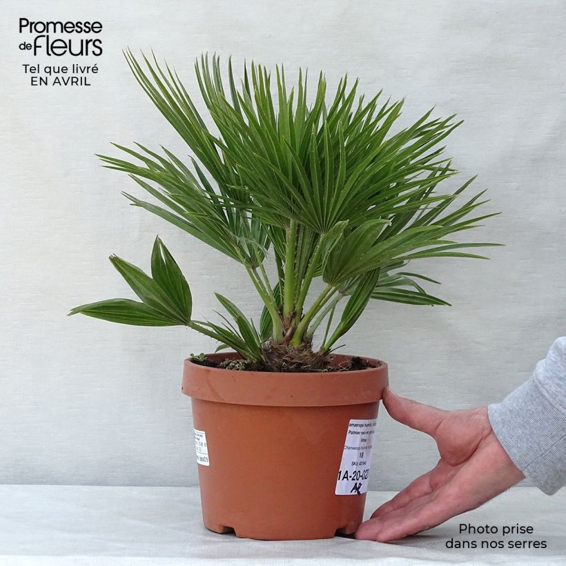 Exemplar von Chamaerops humilis Vulcano - Zwergpalme Topf mit 2L/3L wie im Frühjahr geliefert