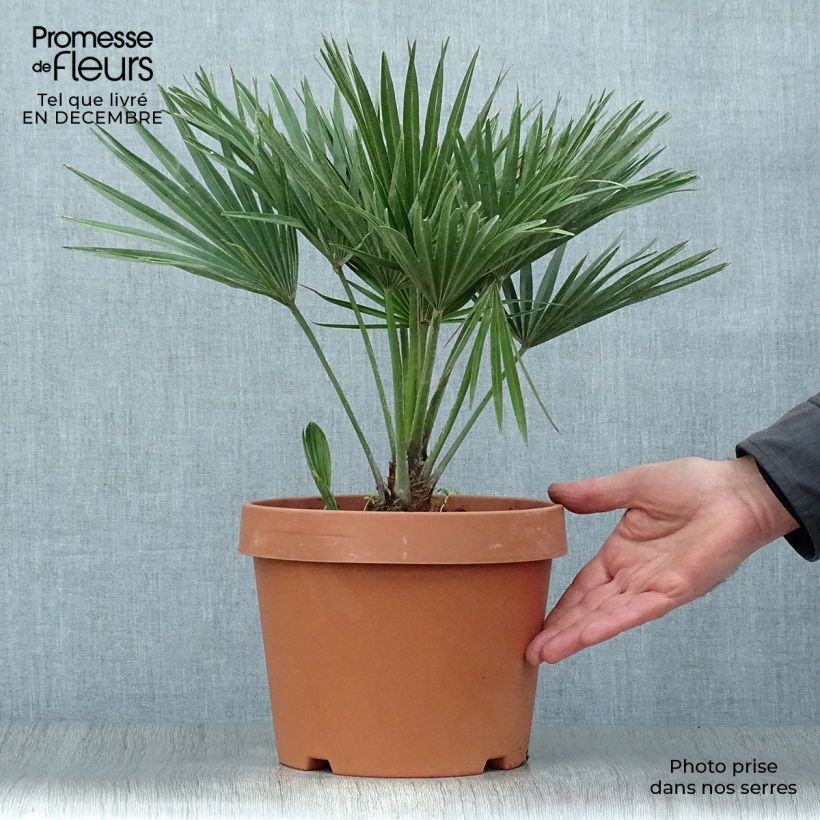 Exemplar von Chamaerops humilis Vulcano - Zwergpalme Topf mit 4L/5L wie im Winter geliefert