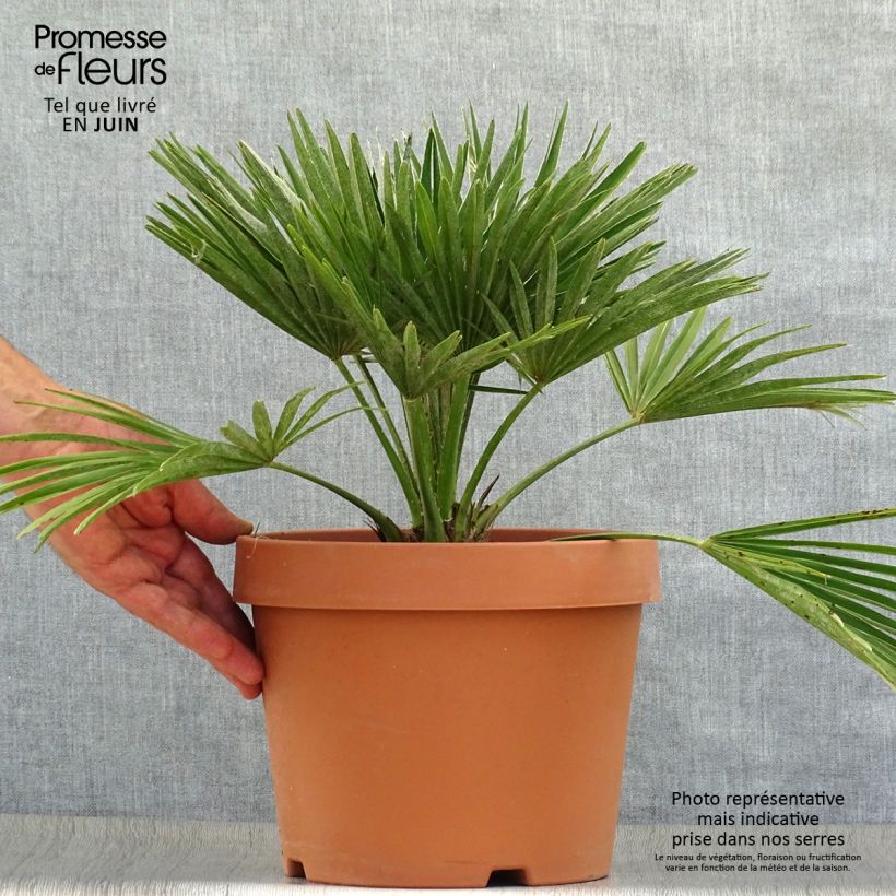 Exemplar von Chamaerops humilis Vulcano - Zwergpalme Topf mit 6L/7L wie im Sommer geliefert