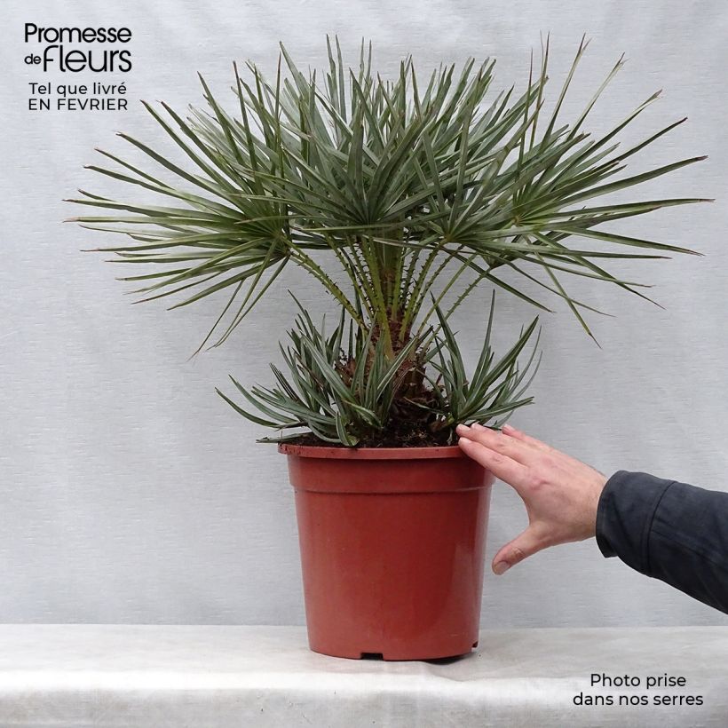 Exemplar von Chamaerops humilis var. cerifera - Zwergpalme Topf mit 7,5L/10L wie im Winter geliefert