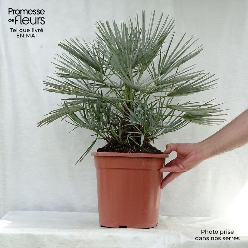 Exemplar von Chamaerops humilis var. cerifera - Zwergpalme Topf mit 7,5L/10L wie im Frühjahr geliefert