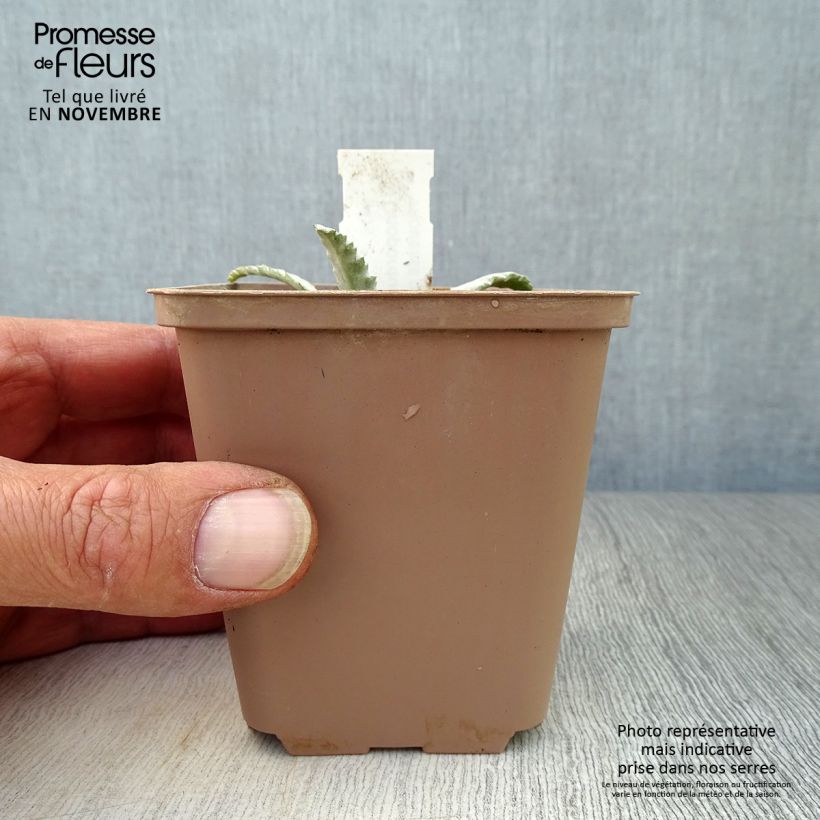Exemplar von Onopordum nervosum - Eselsdistel Kleine Töpfe von 8/9 cm wie im Herbst geliefert