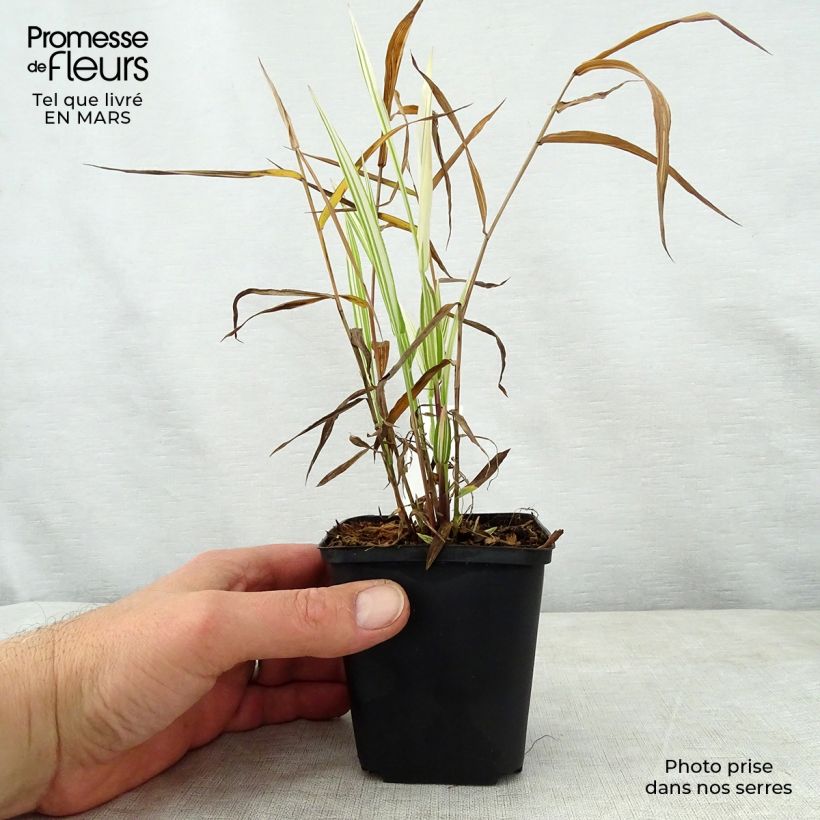 Exemplar von Chasmanthium latifolium River Mist - Plattähren-Gras Kleine Töpfe von 8/9 cm wie im Frühjahr geliefert