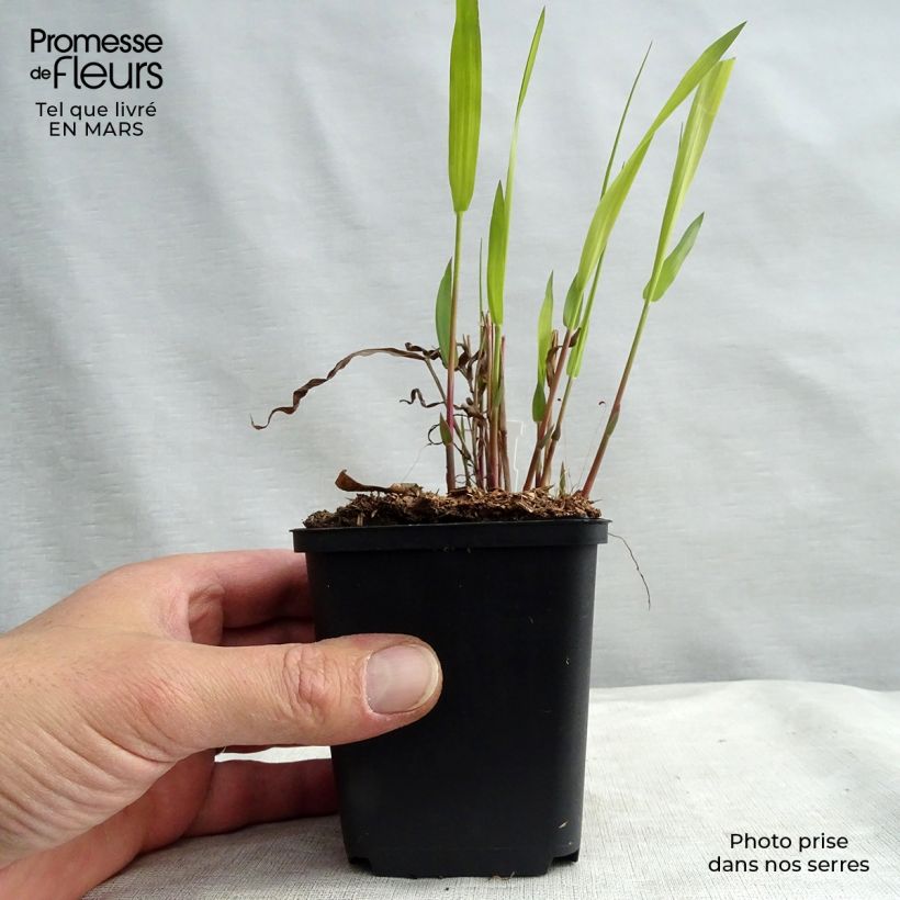 Exemplar von Chasmanthium latifolium - Plattähren-Gras Kleine Töpfe von 8/9 cm wie im Winter geliefert