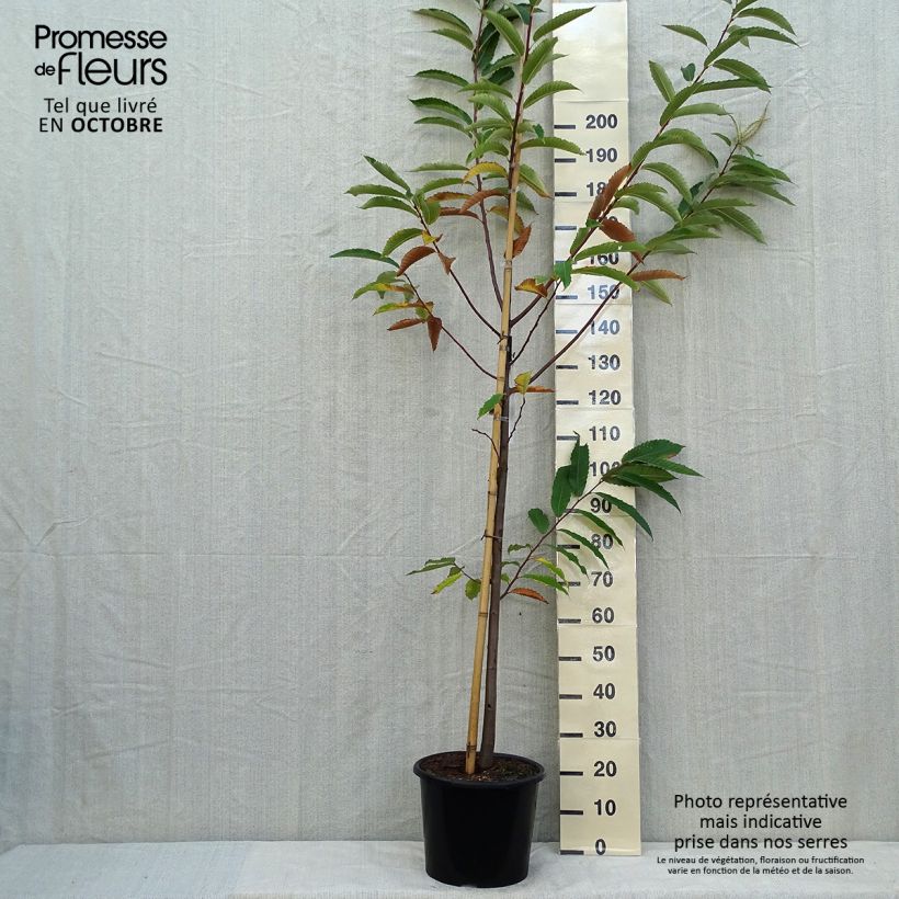 Exemplar von Esskastanie Marigoule - Castanea sativa Topf mit 7,5L/10L, Stämmchen wie im Herbst geliefert
