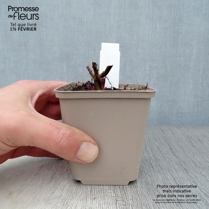 Exemplar von Kahle Katzenminze Anne's Choice - Nepeta nuda Kleine Töpfe von 8/9 cm wie im Winter geliefert