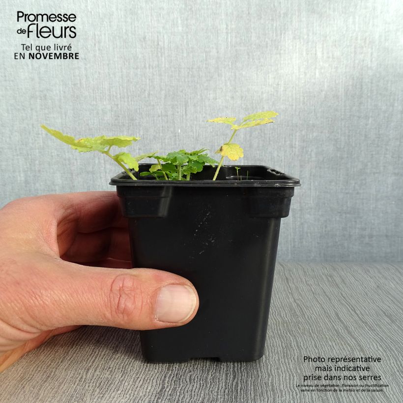 Exemplar von Schöllkraut - Chelidonium majus Kleine Töpfe von 7/8 cm wie im Herbst geliefert