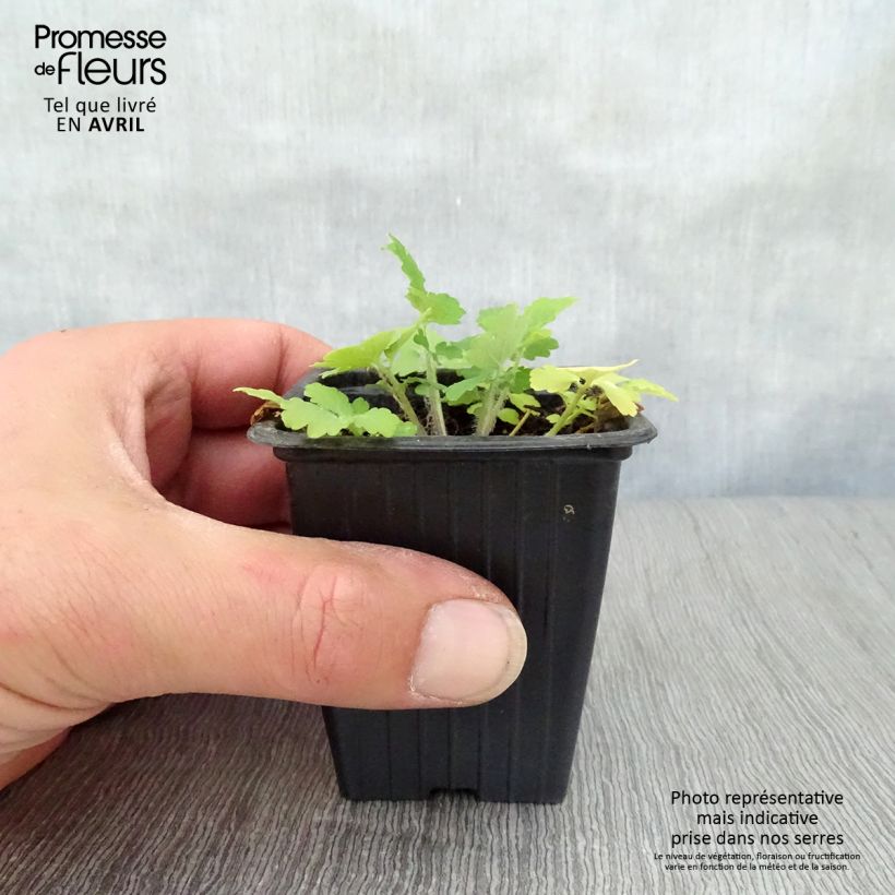 Exemplar von Schöllkraut - Chelidonium majus Kleine Töpfe von 7/8 cm wie im Frühjahr geliefert