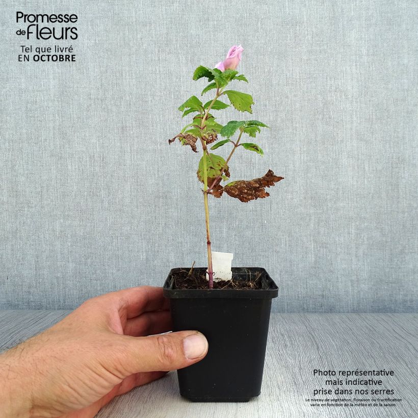 Exemplar von Chelone lyonii Hot Lips - Schildblume Kleine Töpfe von 8/9 cm wie im Herbst geliefert