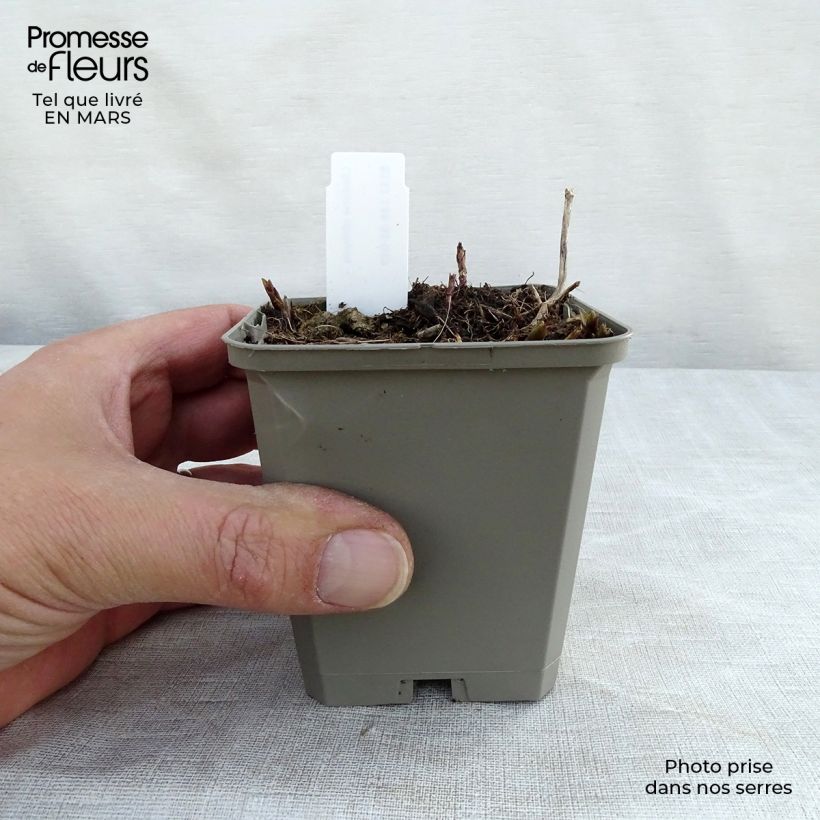 Exemplar von Chelone obliqua - Schildblume Kleine Töpfe von 8/9 cm wie im Frühjahr geliefert