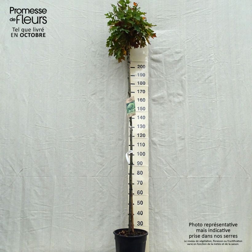 Exemplar von Quercus palustris Green Dwarf - Sumpf-Eiche Topf mit 18L/20L wie im Herbst geliefert
