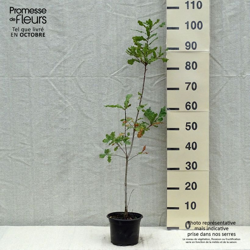 Exemplar von Quercus robur - Stiel-Eiche Topf mit 2L/3L wie im Herbst geliefert