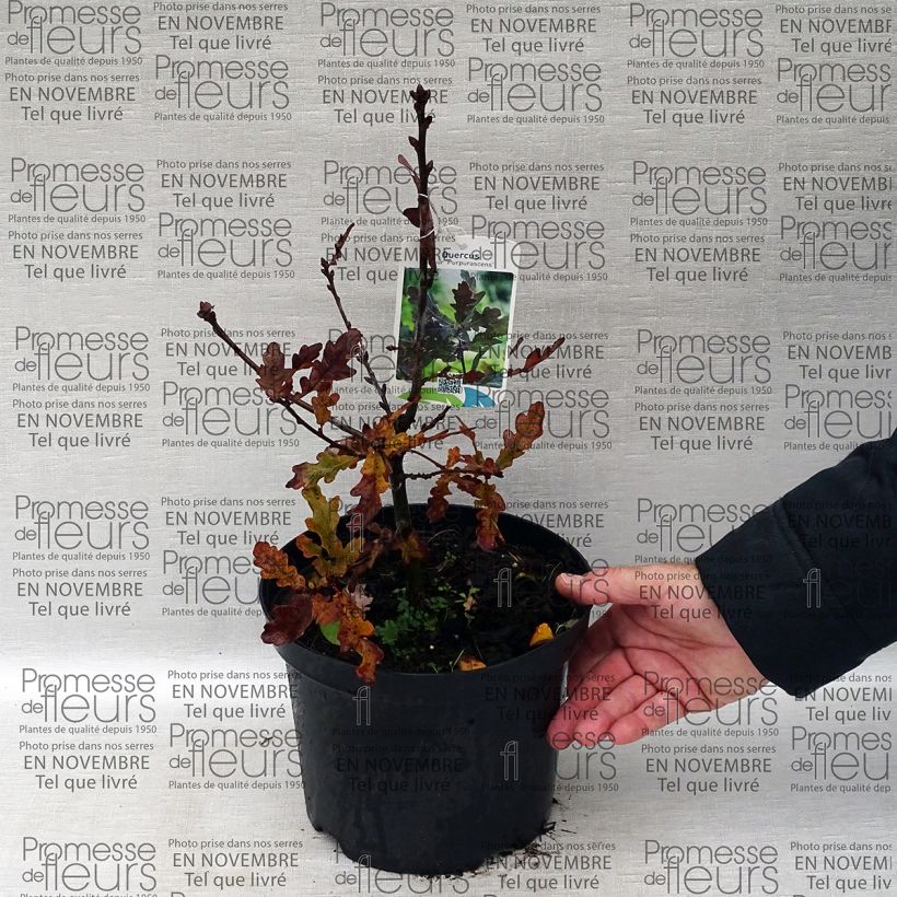 Beispiel eines Exemplars von Quercus robur Purpurascens - Stiel-Eiche Topf mit 2L/3L wie geliefert