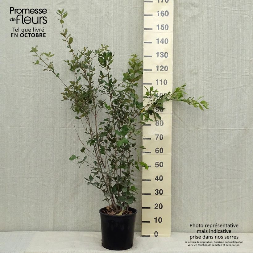 Exemplar von Quercus ilex - Stein-Eiche Topf mit 6L/7L wie im Herbst geliefert