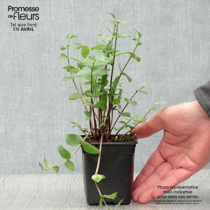 Exemplar von Zuckerwurzel Bio - Sium sisarum Kleine Töpfe von 8/9 cm wie im Frühjahr geliefert