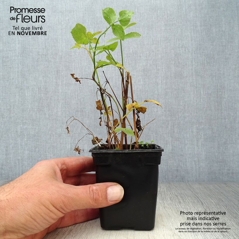 Exemplar von Zuckerwurzel Bio - Sium sisarum Kleine Töpfe von 8/9 cm wie im Herbst geliefert