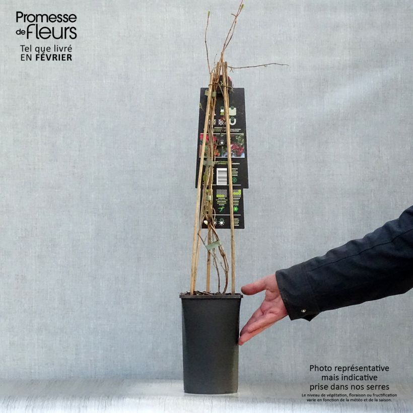 Exemplar von Lonicera brownii Dropmore Scarlet - Rote Geißschlinge Topf mit 2L/3L wie im Winter geliefert