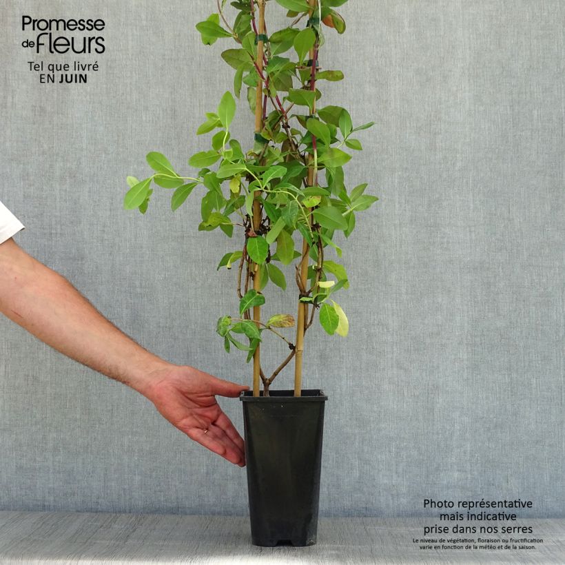 Exemplar von Lonicera periclymenum Caprilia Impérial - Wald-Geißschlinge Topf mit 2L/3L wie im Frühjahr geliefert