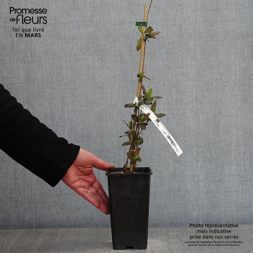 Exemplar von Lonicera Mandarin - Wald-Geißschlinge Topf mit 1,5L/2L wie im Winter geliefert