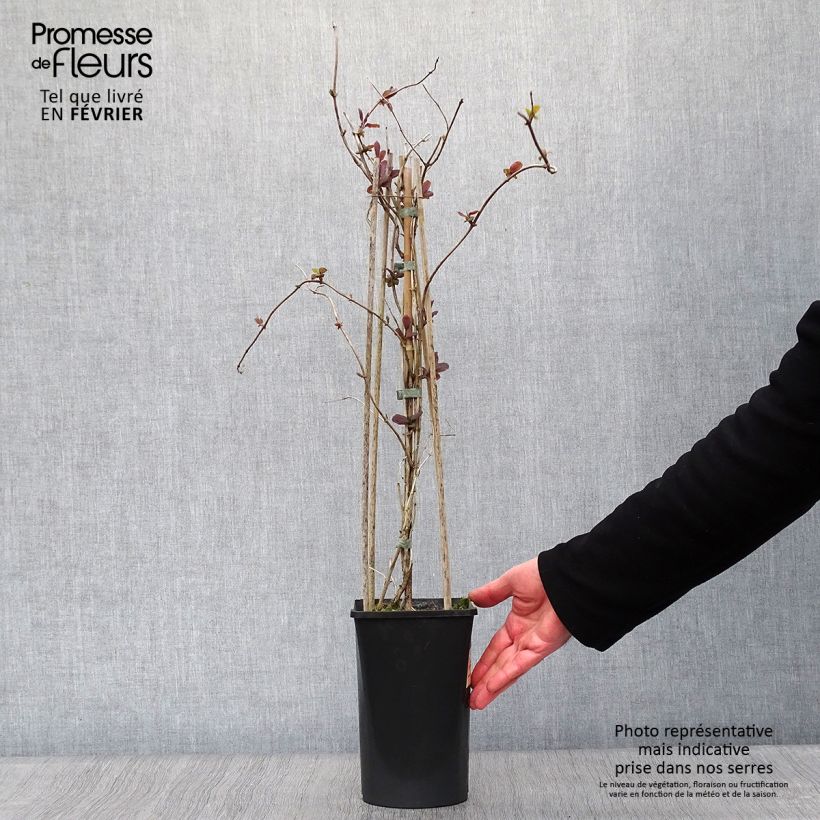 Exemplar von Lonicera caprifolium - Jelängerjelieber Topf mit 1,5L/2L wie im Winter geliefert