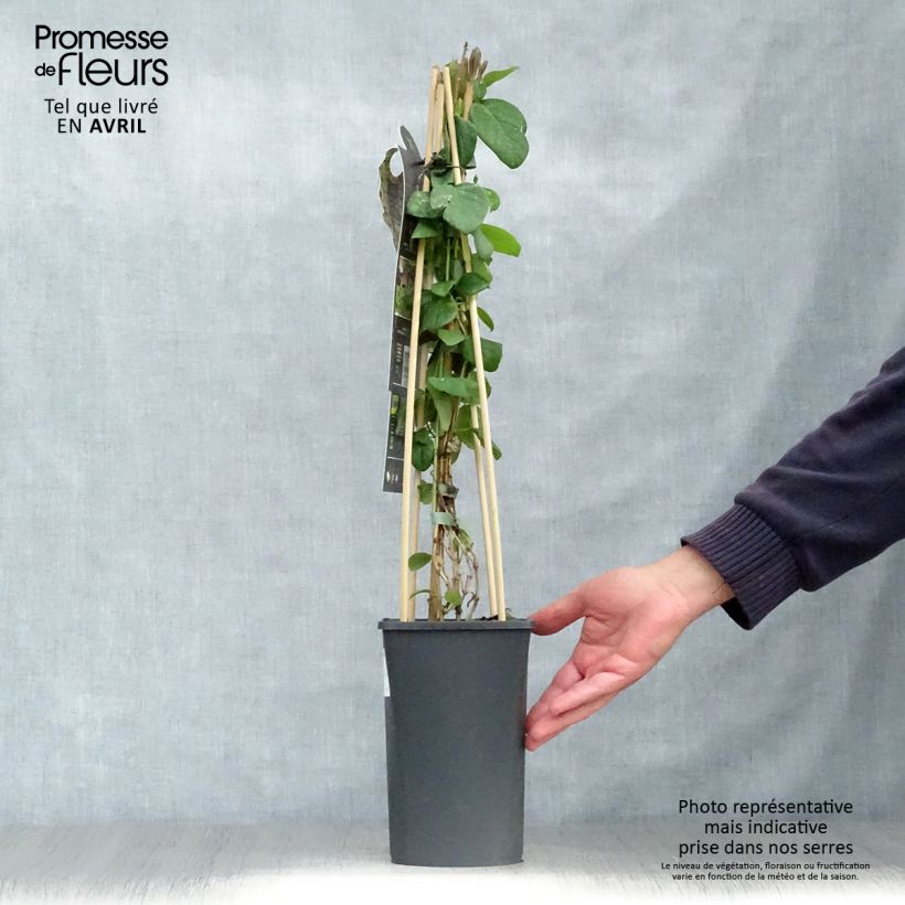 Exemplar von Lonicera caprifolium - Jelängerjelieber Topf mit 1,5L/2L wie im Frühjahr geliefert