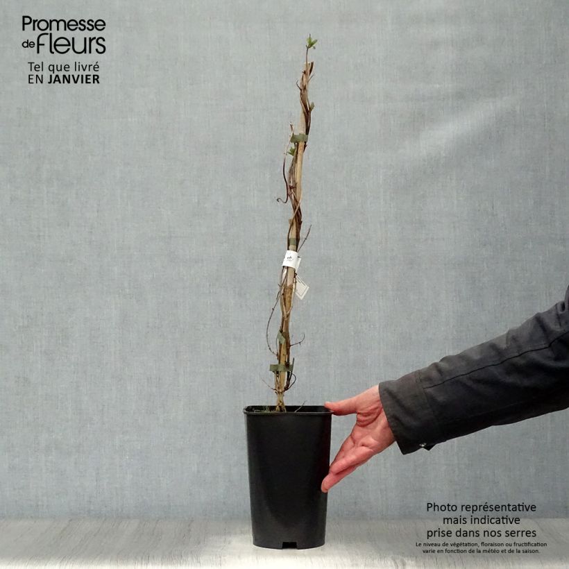 Exemplar von Lonicera heckrottii American Beauty - Feuer-Geißblatt Topf mit 1,5L/2L wie im Winter geliefert