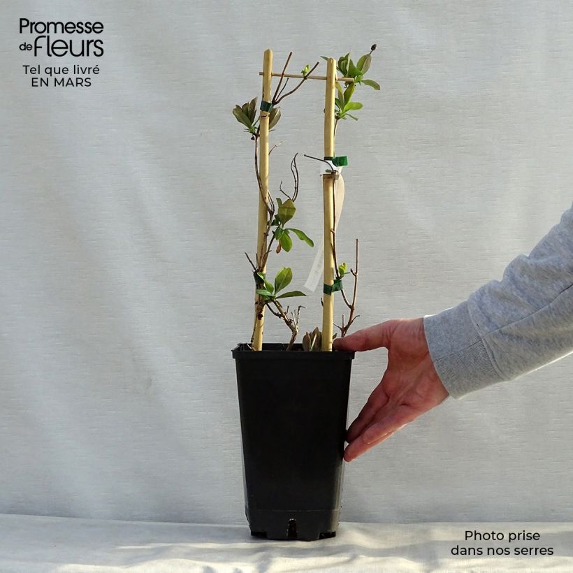 Exemplar von Lonicera Celestial - Wald-Geißschlinge Topf mit 2L/3L wie im Frühjahr geliefert
