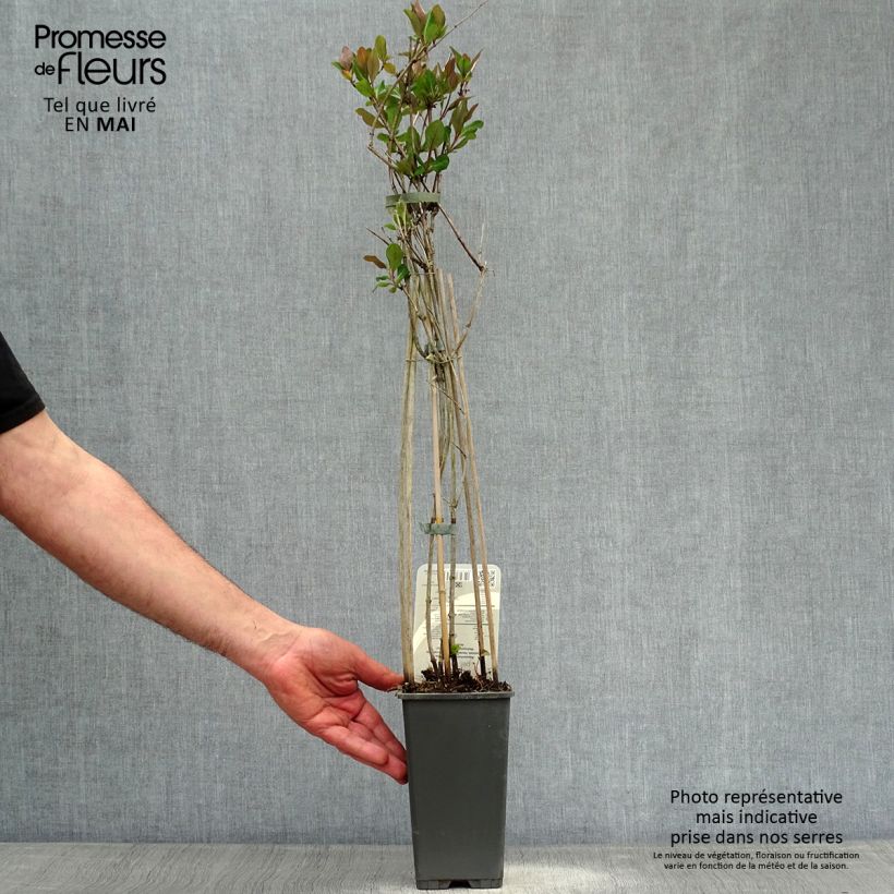 Exemplar von Lonicera periclymenum Belgica - Wald-Geißschlinge Topf mit 1,5L/2L wie im Frühjahr geliefert