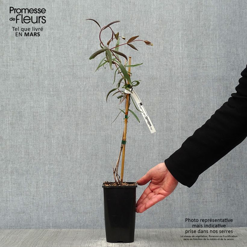 Exemplar von Lonicera sempervirens Cedar Lane - Immergrünes Geißblatt Topf mit 1,5L/2L wie im Winter geliefert