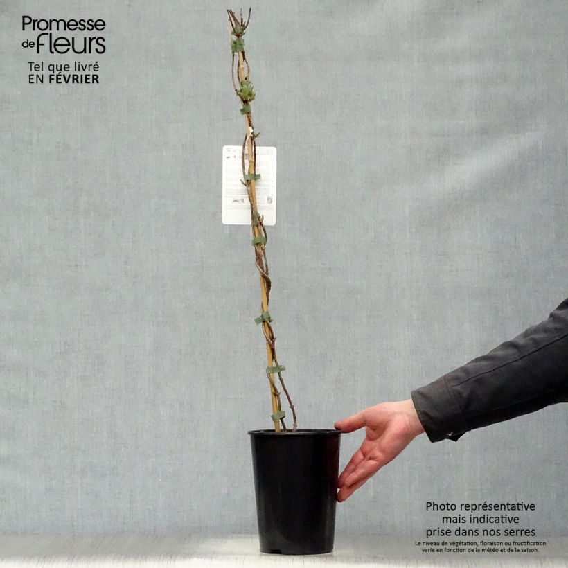 Exemplar von Lonicera periclymenum Scentsation - Wald-Geißschlinge Topf mit 3L/4L wie im Winter geliefert