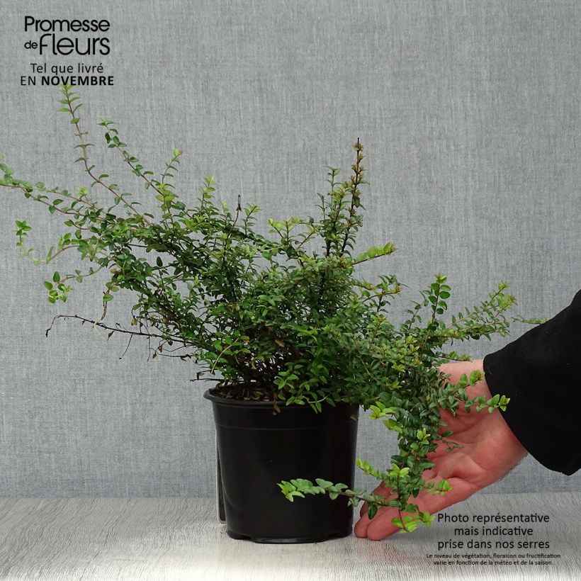 Exemplar von Lonicera nitida Ernest Wilson - Heckenmyrte Topf mit 1L/1,5L wie im Herbst geliefert