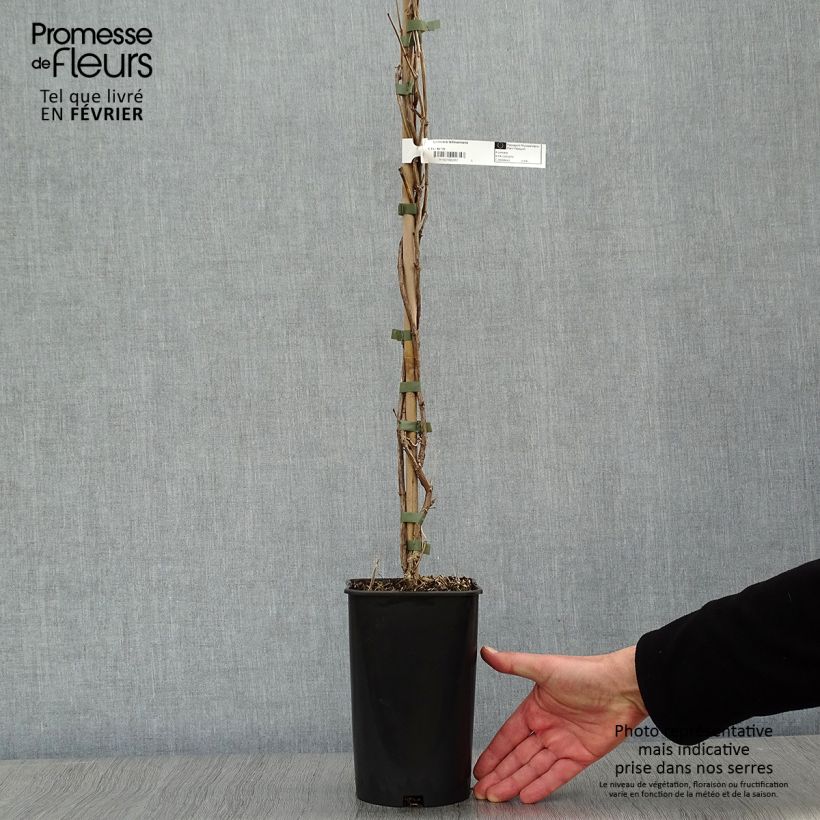 Exemplar von Lonicera tellmaniana - Gold-Geißblatt Topf mit 2L/3L wie im Winter geliefert