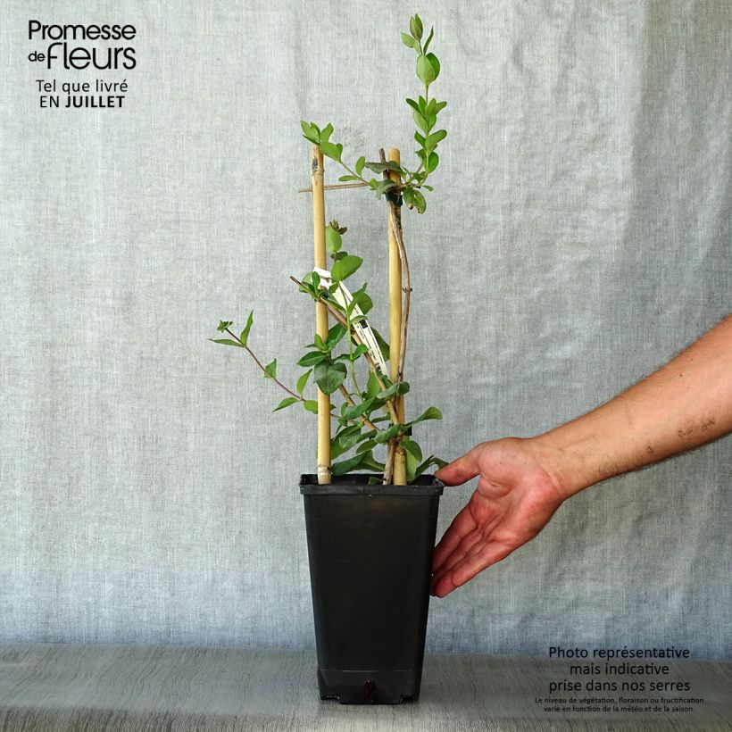 Exemplar von Lonicera periclymenum Graham thomas - Wald-Geißschlinge Topf mit 2L/3L wie im Sommer geliefert