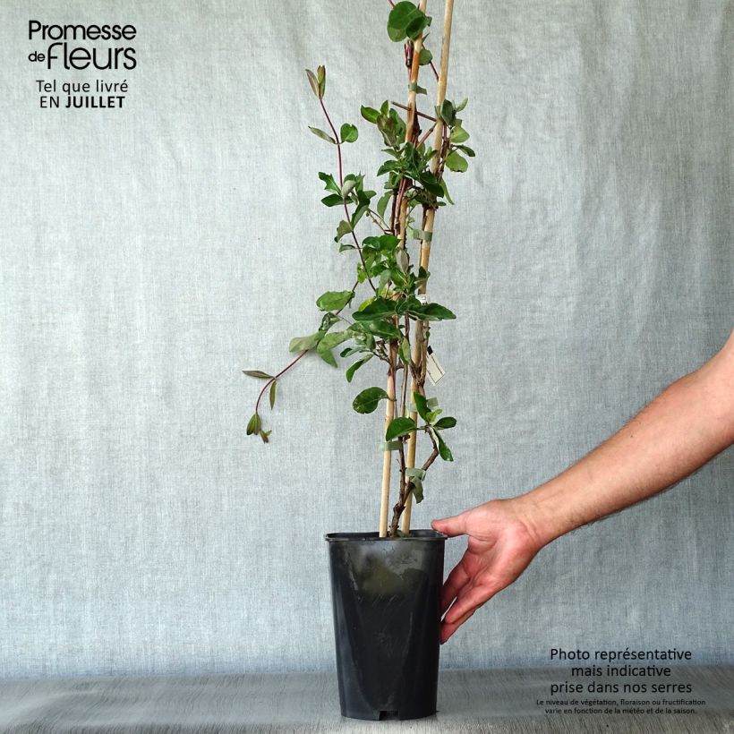 Exemplar von Lonicera periclymenum Serotina - Wald-Geißschlinge Topf mit 2L/3L wie im Sommer geliefert