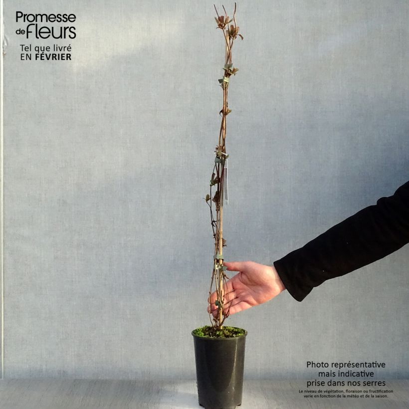 Exemplar von Lonicera periclymenum Serotina - Wald-Geißschlinge Topf mit 2L/3L wie im Winter geliefert