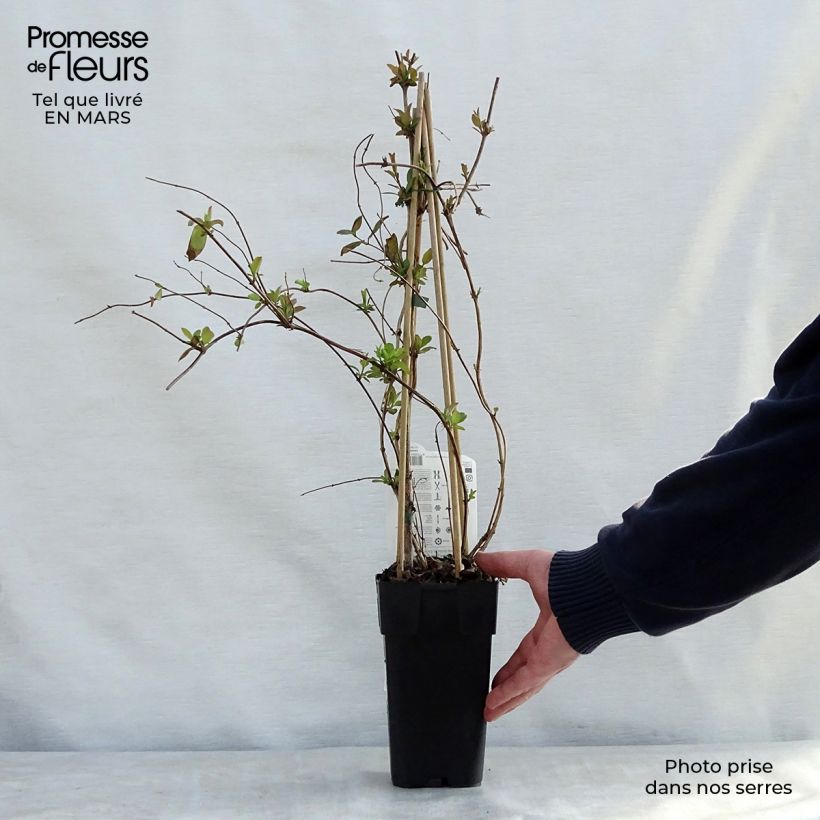 Exemplar von Lonicera japonica Halliana - Japanisches Geißblatt Topf mit 2L/3L wie im Frühjahr geliefert