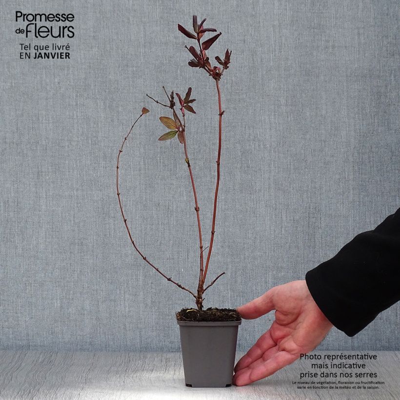 Exemplar von Lonicera japonica Dart's Acumen - Japanisches Geißblatt Kleine Töpfe von 8/9 cm wie im Winter geliefert