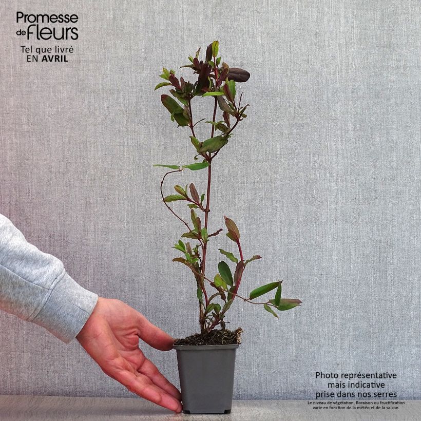 Exemplar von Lonicera japonica Dart's Acumen - Japanisches Geißblatt Kleine Töpfe von 8/9 cm wie im Frühjahr geliefert