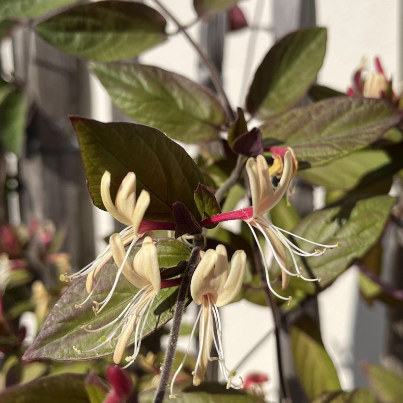 Lonicera japonica Sinensis - Japanisches Geißblatt (Blüte)