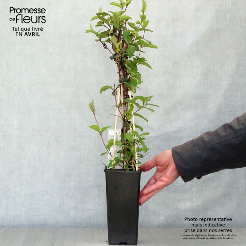 Exemplar von Lonicera japonica Red World - Japanisches Geißblatt Topf mit 2L/3L wie im Frühjahr geliefert