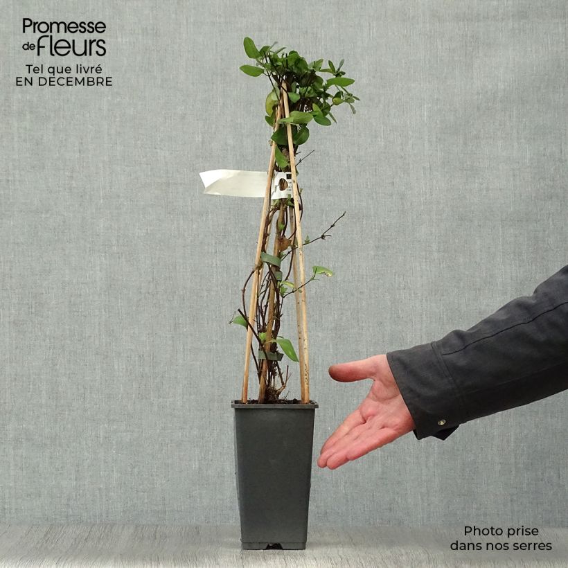 Exemplar von Lonicera japonica Hall's Prolific - Japanisches Geißblatt Topf mit 2L/3L wie im Winter geliefert