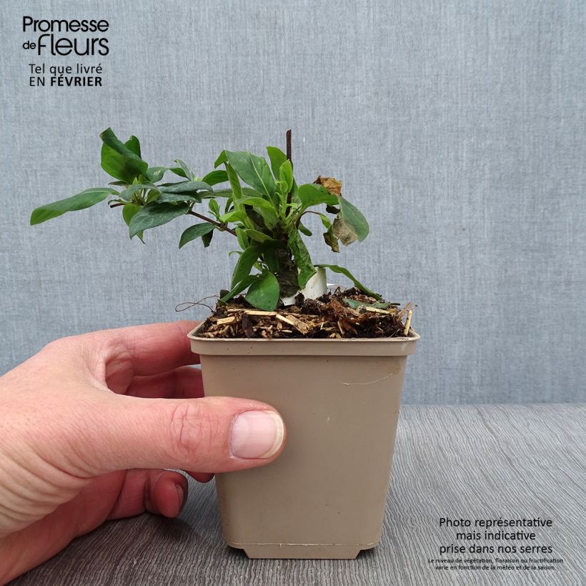 Exemplar von Lonicera japonica Hall's Prolific - Japanisches Geißblatt Kleine Töpfe von 8/9 cm wie im Winter geliefert